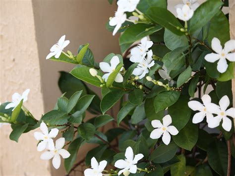 茉莉花種類|ジャスミン (茉莉花)の種類｜それぞれの写真や花の特徴、香りや 